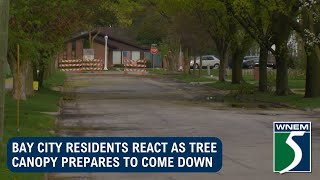 End of an era: Bay City residents react as tree canopy prepares to come down
