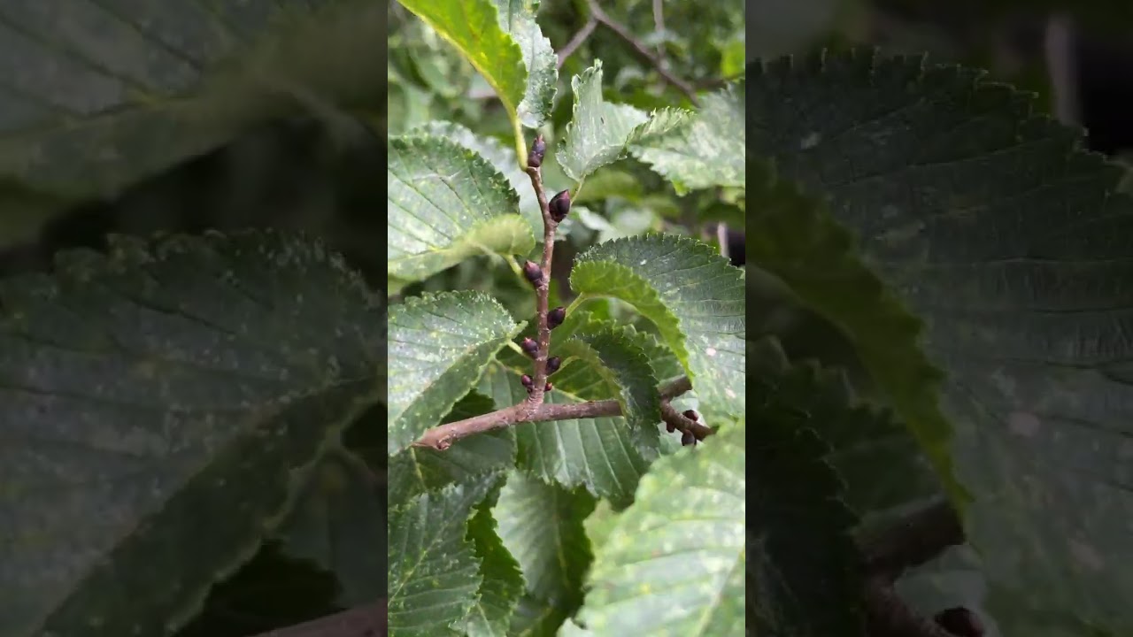 Lobel elm - twigs, buds & leaves - September 2023