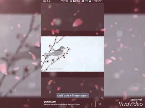 عصفور طل من الشباك بدون موسيقى