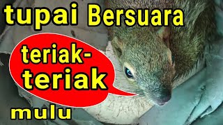 TUPAI BERSUARA .. KENAPA??? #bajingkelapa #squirrel #tupai