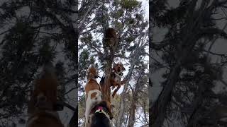 all the animals were in the tree! #hunting #lions #hunter #dogs #outdoors #animals #ufc #moon