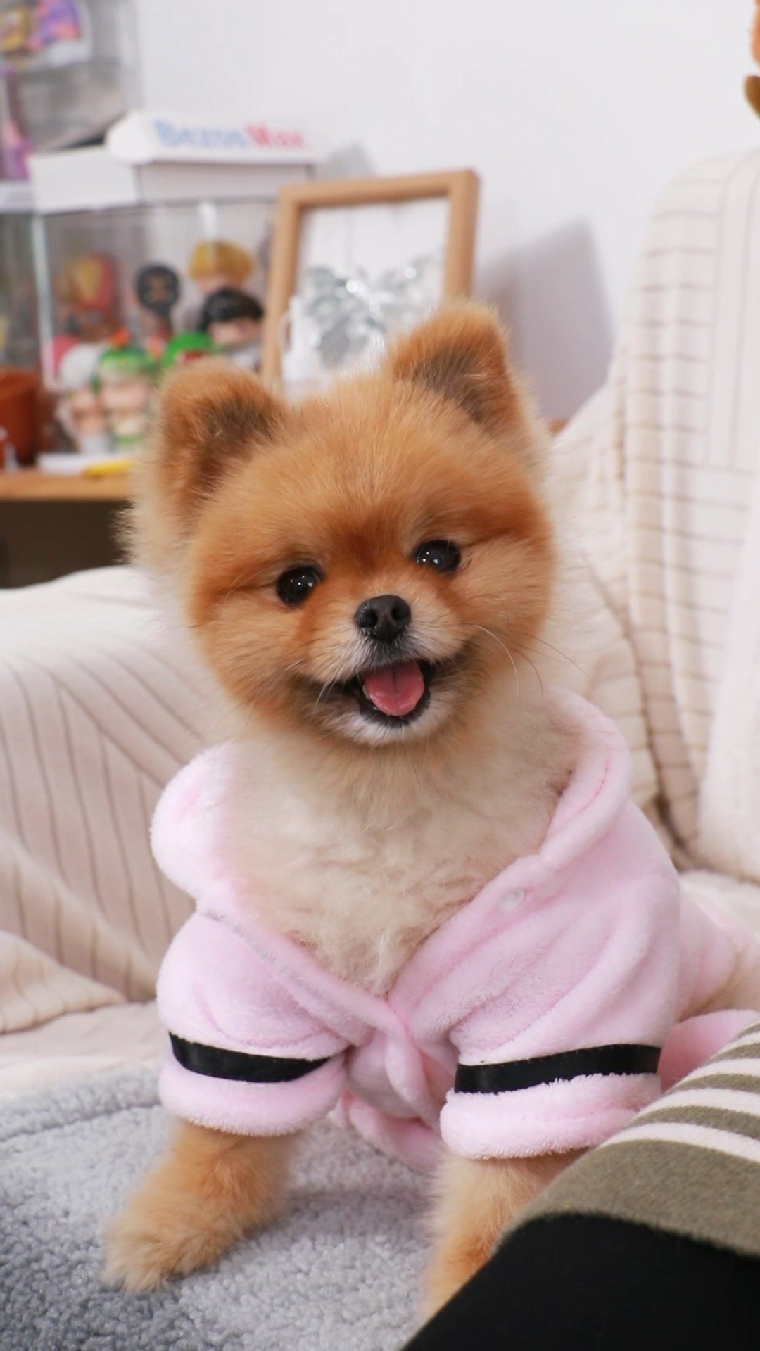 Keep using phone anytime,anywhere#cococutiepom #funny #dog #pets