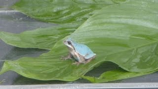 青いアマガエルを公開 大分の水族館で