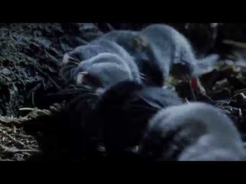 Shrew conga - Nature's Greatest Dancers: Episode 2 Preview - BBC One
