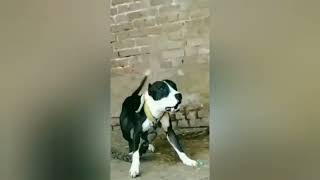 Full Moscular Agressive Pitbull In Haryana