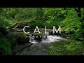 3 Hours Flowing River and Relaxing Music 🌿 Forest Nature Ambience for Sleep, Study & Meditation