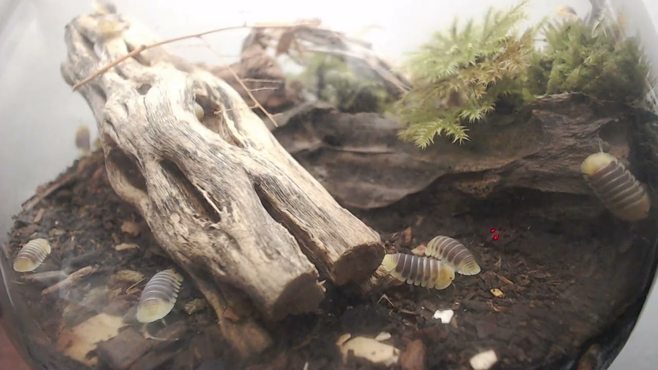 [OnlyPods VOD] 151225 untitled until i find my last braincell