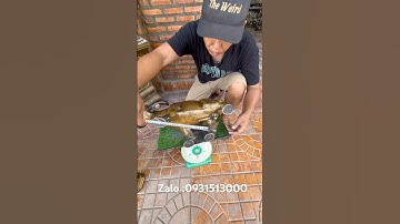 Trâu đồng to #đồcổcầnthơ #đồcổ #phongthuy