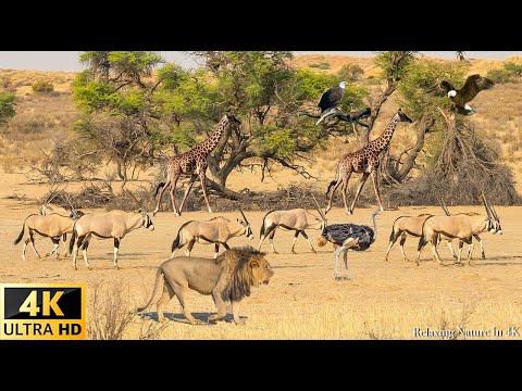 African Wildlife Tsavo West National Park Kenya Scenic Wildlife Film With Real Sounds
