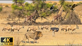 4K African Wildlife: Tsavo West National Park, Kenya - Scenic Wildlife Film With Real Sounds