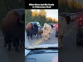 White Bison and His Family in Yellowstone Road”