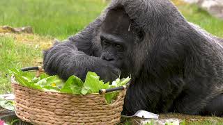 Senior Gorilla Celebrates 69th Birthday At Berlin Zoo