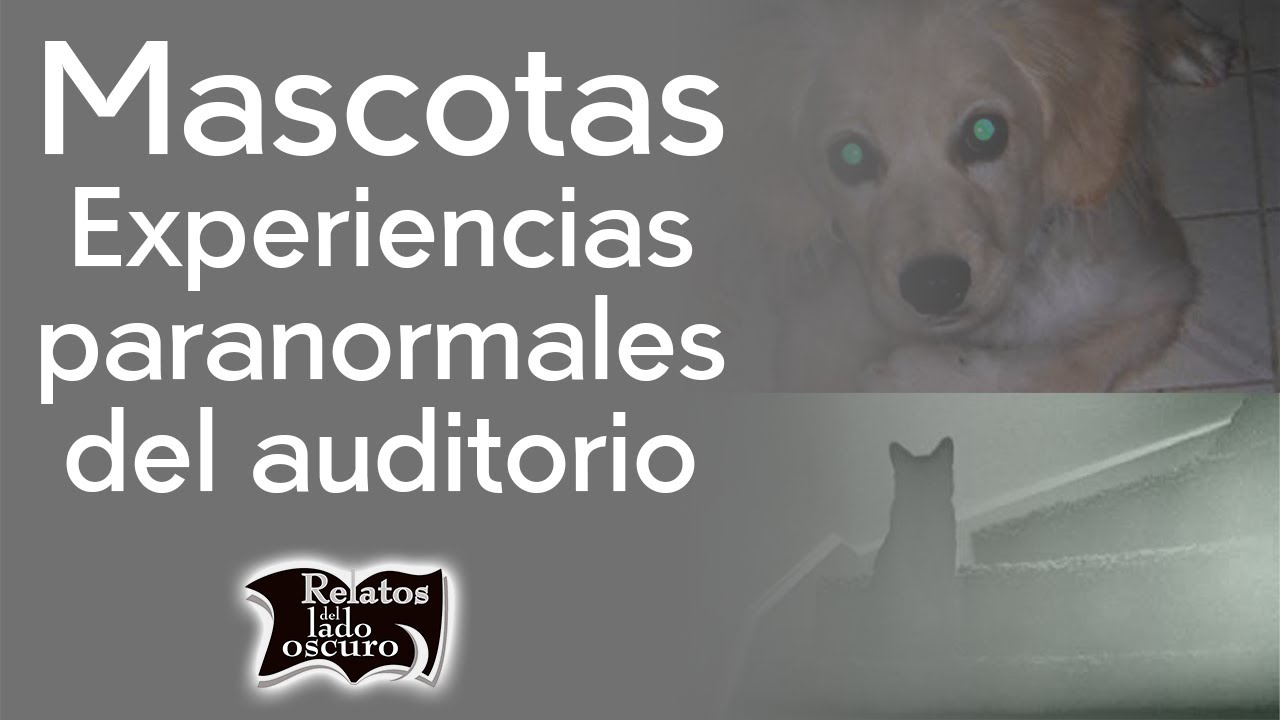 Mascotas, experiencias paranormales del auditorio | Relatos del lado oscuro