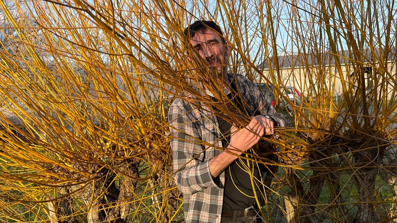 Faire une trogne en « osier ».