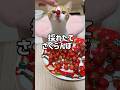 採れたて新鮮なさくらんぼを猫たちに見せてみたら#shorts