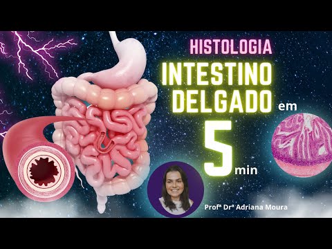 Histologia Intestino Delgado