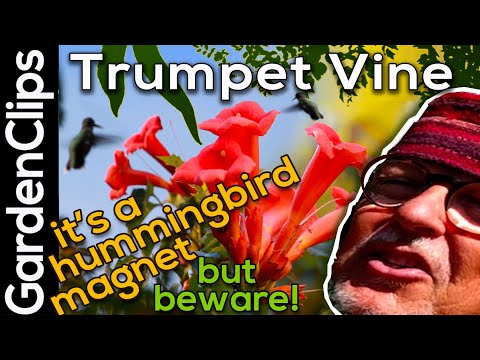 Video: Plantera trumpetblommor för kolibrier: Lär dig varför kolibrier gillar trumpetrankor