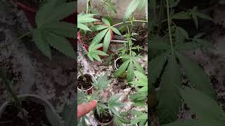 Details on the genetics