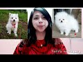 Anong Pinagkaiba ng Pomeranian at Japanese Spitz (Puppy Version) の動画、YouTube動画。