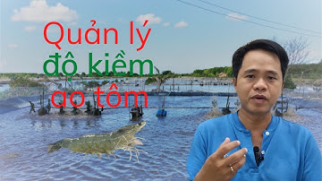 Quản lý độ kiềm trong ao nuôi tôm I Dũng cá tv
