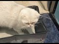 Foldable Cat Litter Box for Travel Honest Review