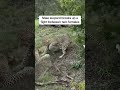 Leopard : Beetwen two girls #wildlife #leopard #animals #fighting