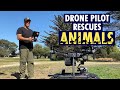 Animals in disaster zones get help from drone pilot | WION