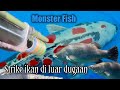 ikan Kakap putih di muara tawar dan ujung BKT Kepu strike barramundi monster | ikan liar ngokop ***