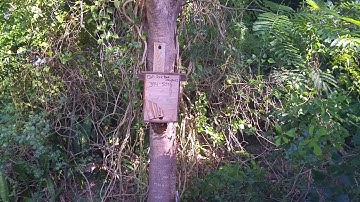 Bees under a swarm trap