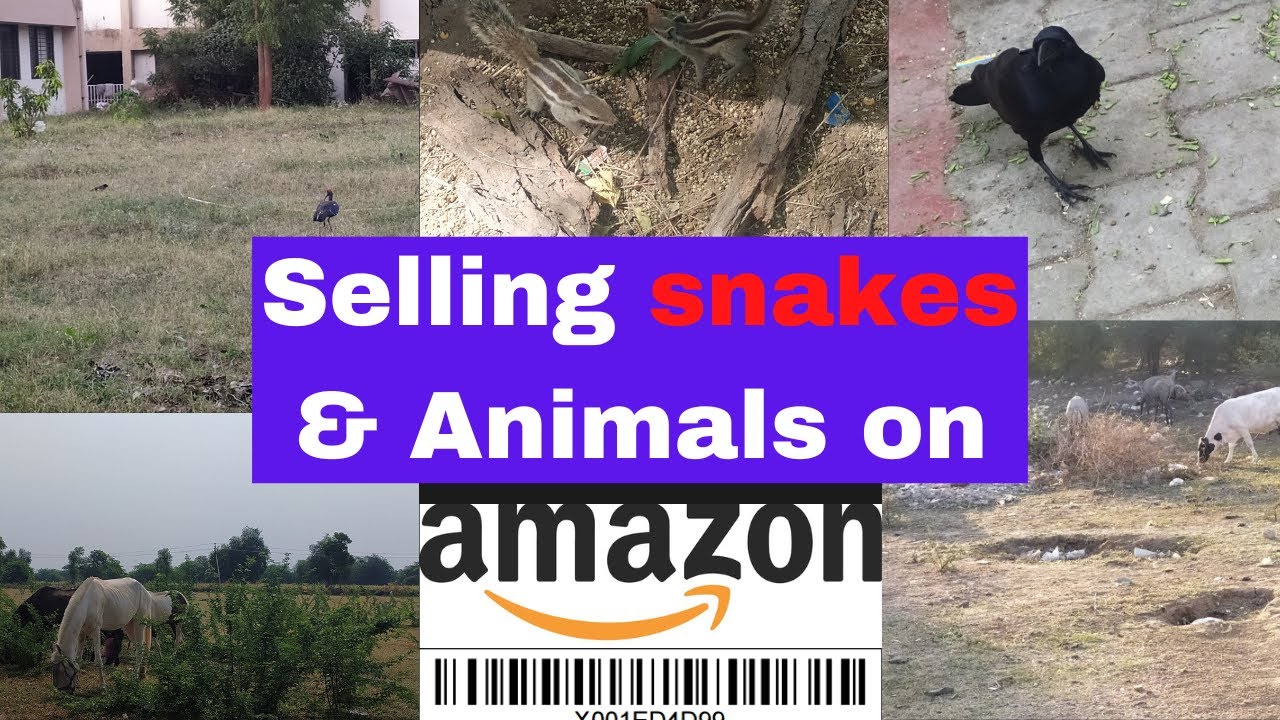 Can you sell snake and other other live animals on Amazon ? YouTube