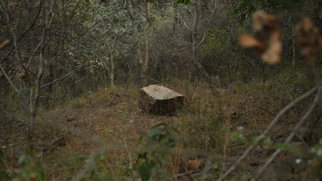 Nikon D810 CINEMATIC VIDEO TEST