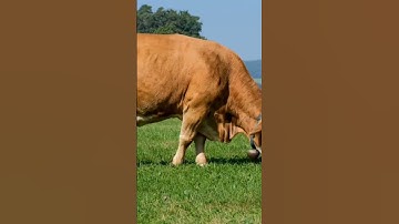 suara sapi,emoooo emoooo moooo #shorts #sapi #hewan #suarasapi #suarahewan #lucu #animals