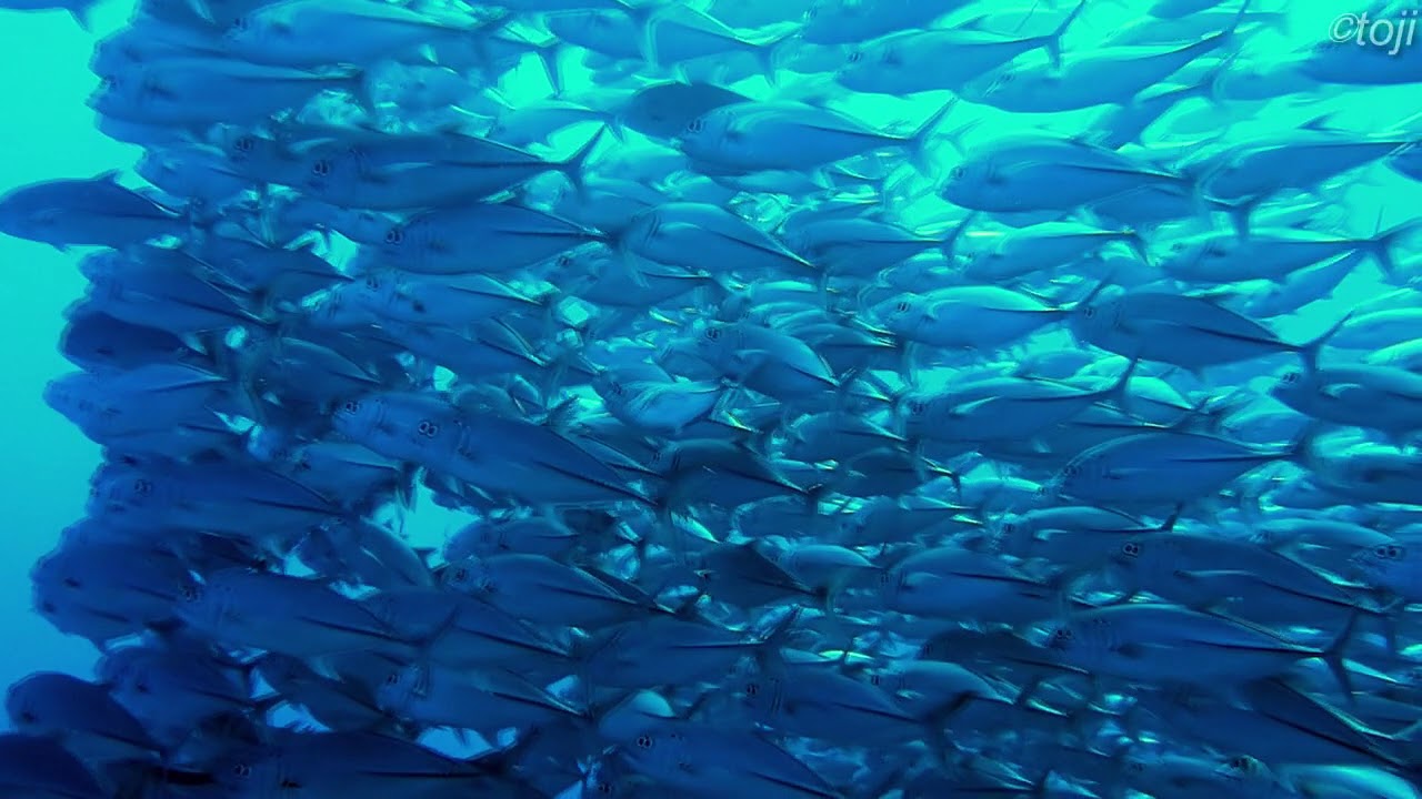 Bigeye Jack Fish in Cogon(Long take shooting), Apo Island, Negros - May 2018