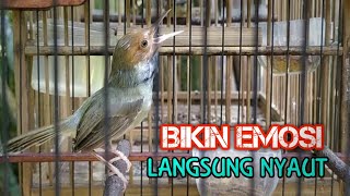 SUARA PRENJAK ATAS MUDA MENAMBAH MENTAL TARUNG