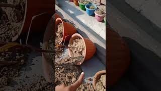 Garden update | money attack on terrcae garden