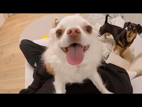 実家犬との再開の瞬間が可愛すぎる！