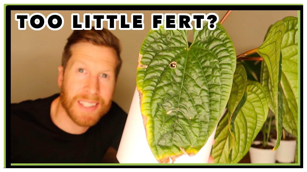 too-little-plant-food-let-s-talk-houseplant-nutrient-deficiencies-n