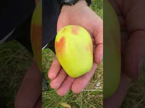 Turkish Heirloom Apple
