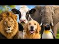 Animal Sounds for Babies | Listen, Learn &amp; Say the Names
