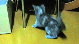 Кошки - мышки Мышь жестко заплатила за воровство еды Кошки - мышки Мышь жестко заплатила за воровство еды