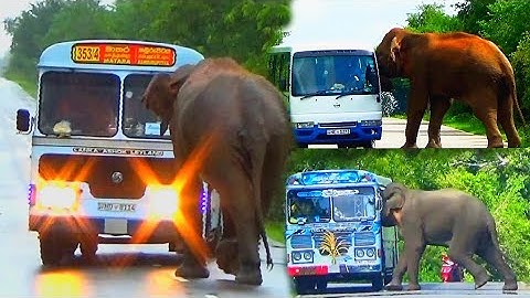 Series of world top 10 unbelievable elephant attack in 2024.😱