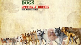 DOGS - Size Comparison, Dog breeds. by RB Dahri 14,878 views 2 years ago 10 minutes, 16 seconds