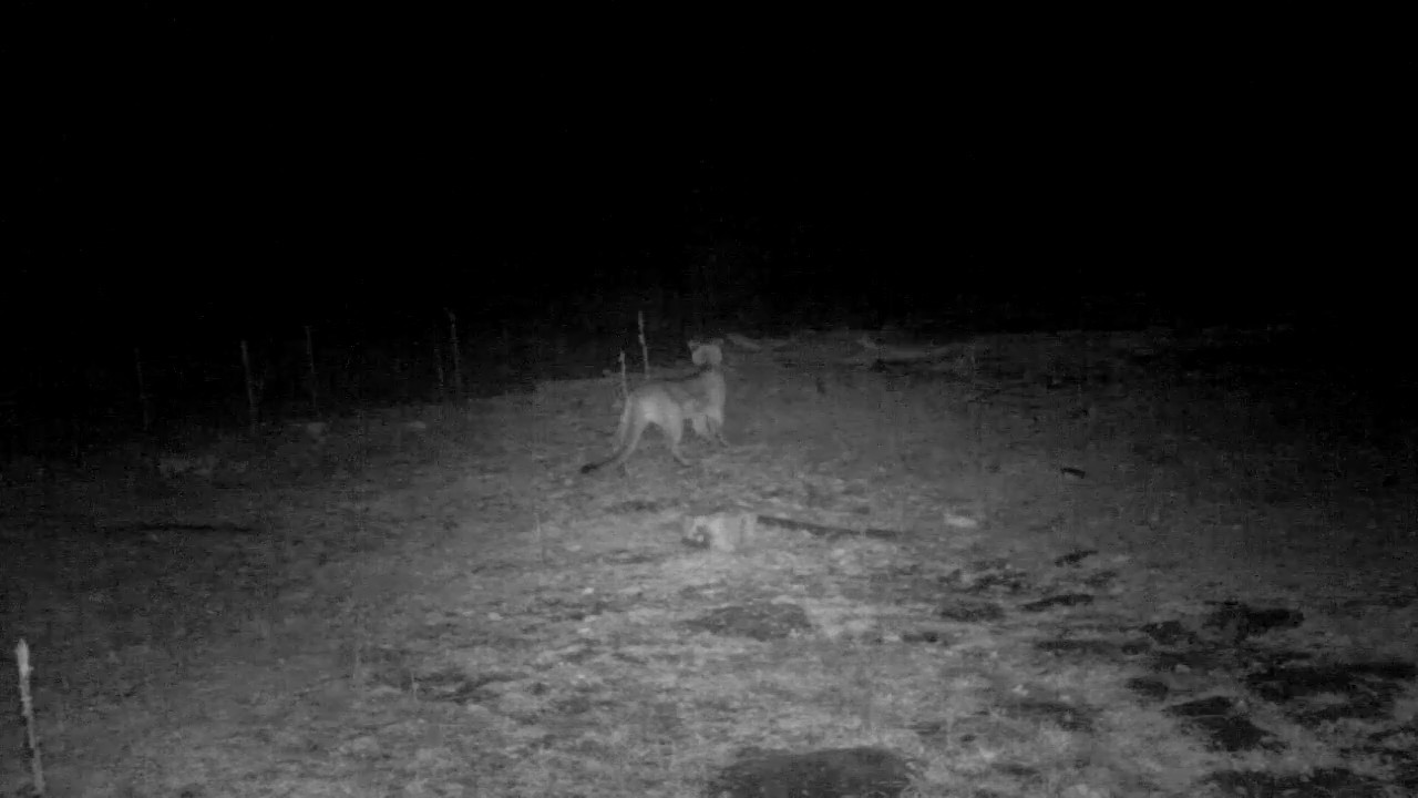 Mountain Lion night time video, Mogollon Rim YouTube