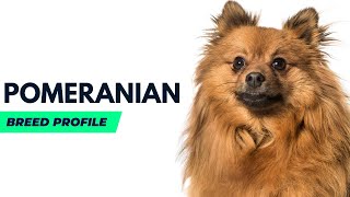 Pomeranian Breed History,Price and Traits | Pomeranian Dog Pros and Cons  #AnimalPlatoon