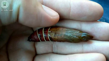 Como é dentro do casulo da borboleta?