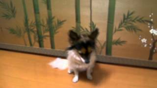 七つの新弟子さん出現！うかうかできないよ～ワン！[コマサ　犬]