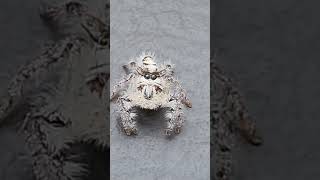 Canopy Jumping Spider        (Phidippus otiosus)