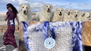 I Made This Purse From My 7 Akbash/Great Pyrenees LGD Dogs’ Hair by Big Horn Mountain Alpacas 1,795 views 2 years ago 8 minutes, 54 seconds