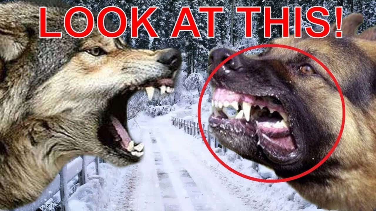 10 Facts You Never Knew About Wolves - YouTube