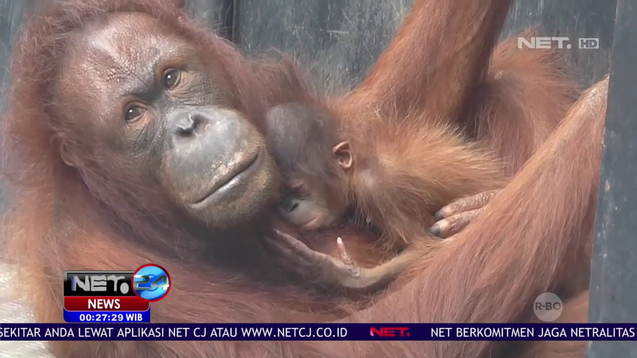 2 Orang Utan Satwa Dilindungi Lahir Di Taman Satwa Cikembulan-NET 24